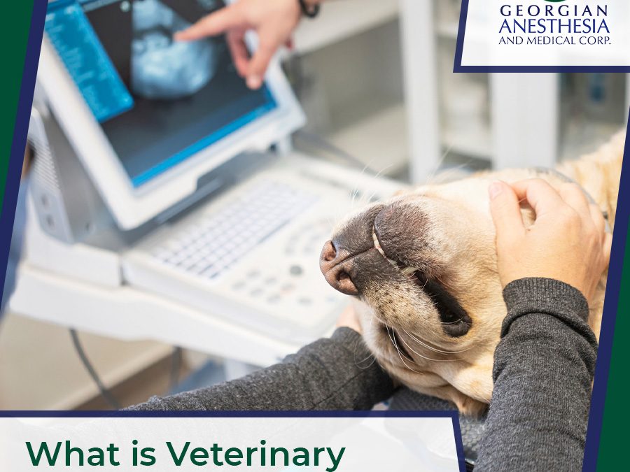 What is Veterinary Equipment Calibration?