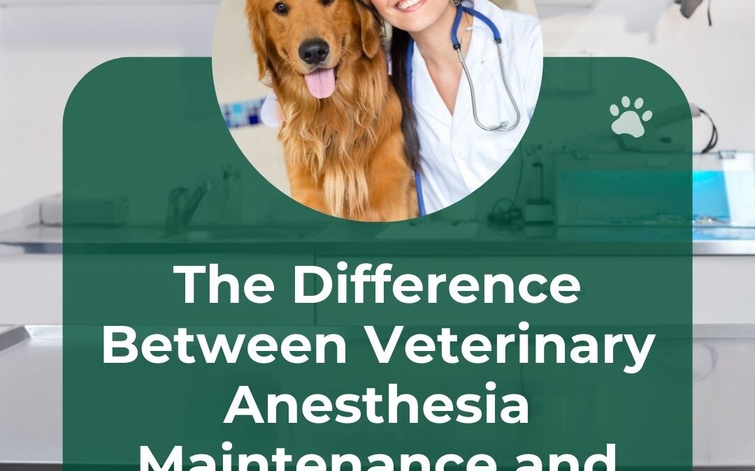 The Difference Between Veterinary Anesthesia Maintenance and Service