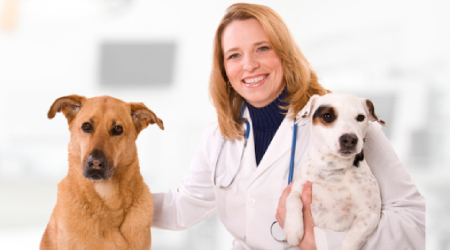 Veterinary Equipment