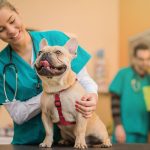 Are You Setting Up a New Veterinary Practice? Upgrading Your Equipment?