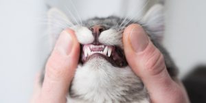 5 Reasons to Upgrade Your Clinic’s Veterinary Dental Equipment