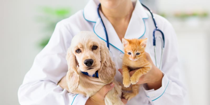 Tips for New Vet Clinic Setup