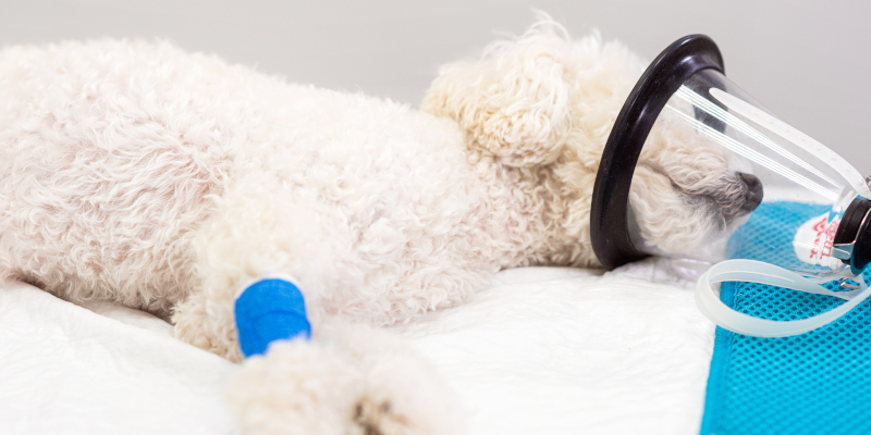 Why is Capnograph Maintenance Important?