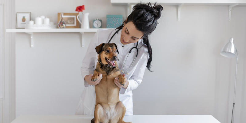 New Veterinary Clinic Setup: Our Equipment Recommendations for a Successful Practice [infographic]