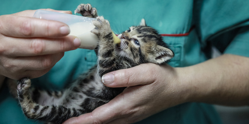 Key Reasons to Invest in Veterinary Warming Units
