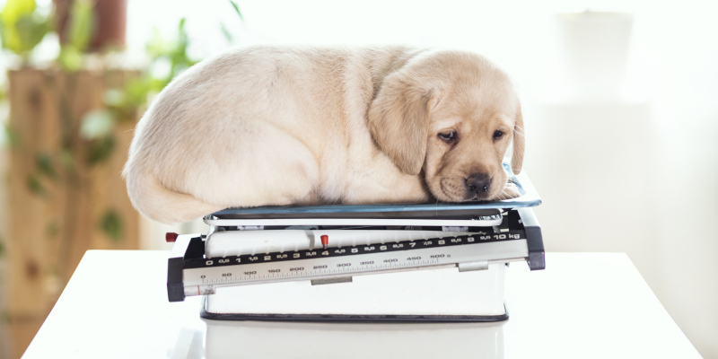 Why Veterinary Scales are Important for Your Practice