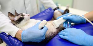 What You Need to Know About Veterinary Ultrasound