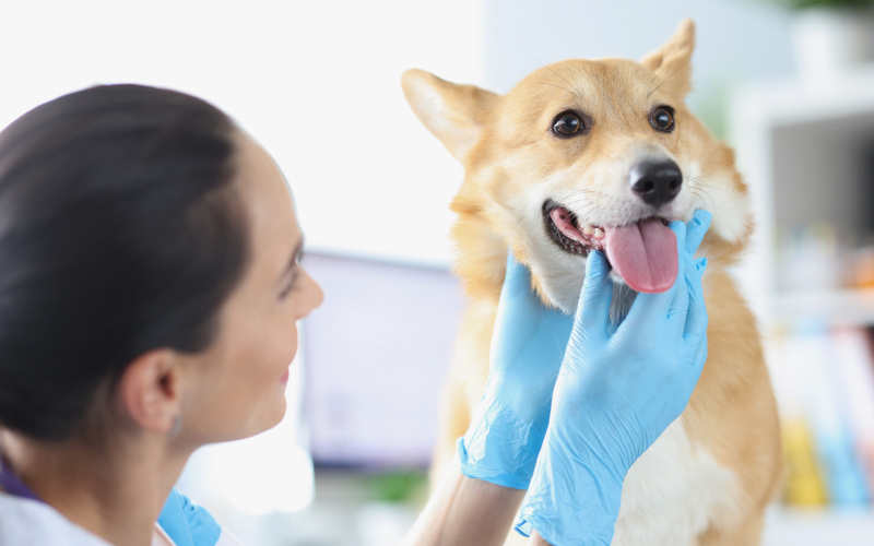 Your Complete Veterinary Dental Suite
