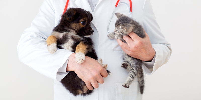 Veterinary Exam in Vancouver, British Columbia