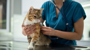 Reasons to Schedule Routine Maintenance for Veterinary Anesthesia Equipment