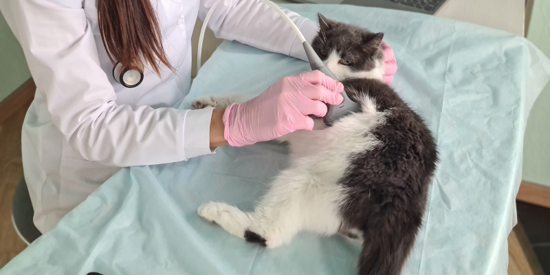 Why the Quality of Your Veterinary Ultrasound Equipment Matters