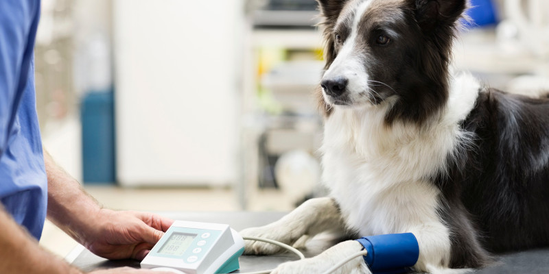Veterinary Capnographs