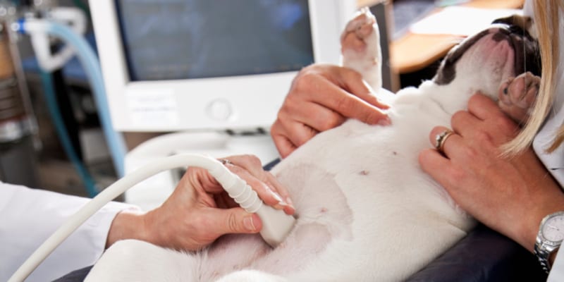 Expert Tips for Buying Veterinary Equipment
