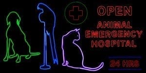 Must-Have Medical Equipment for Your Veterinary Clinic