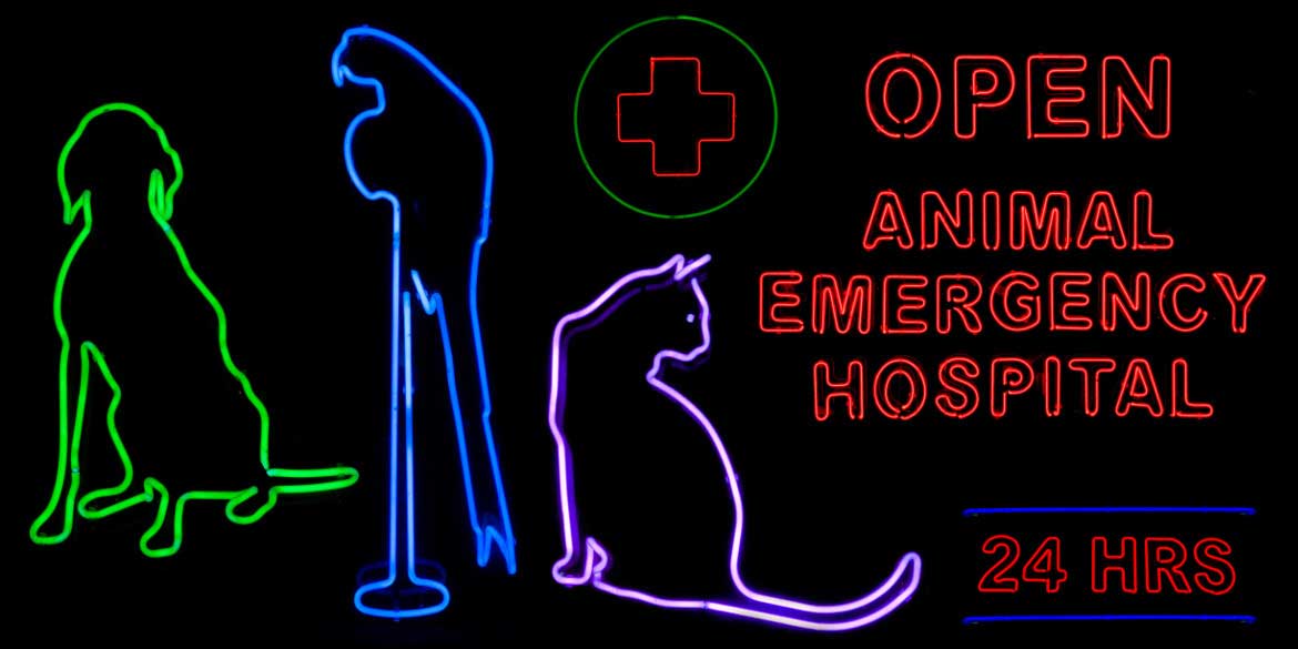 Must-Have Medical Equipment for Your Veterinary Clinic
