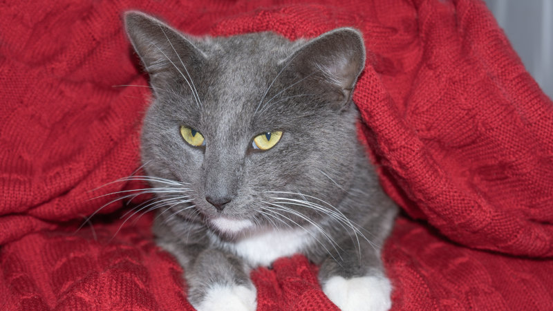 Why All Vets Need Veterinary Warming Units