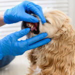 Your Complete Veterinary Dental Suite