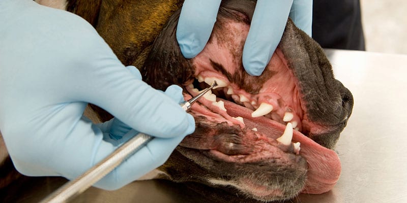 Put Your Veterinary Dental Equipment to Use: Convincing Pet Owners