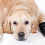 Surgical Healing for Pets