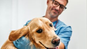 Top Reasons to Invest in Animal Pain Therapy Solutions at Your Clinic