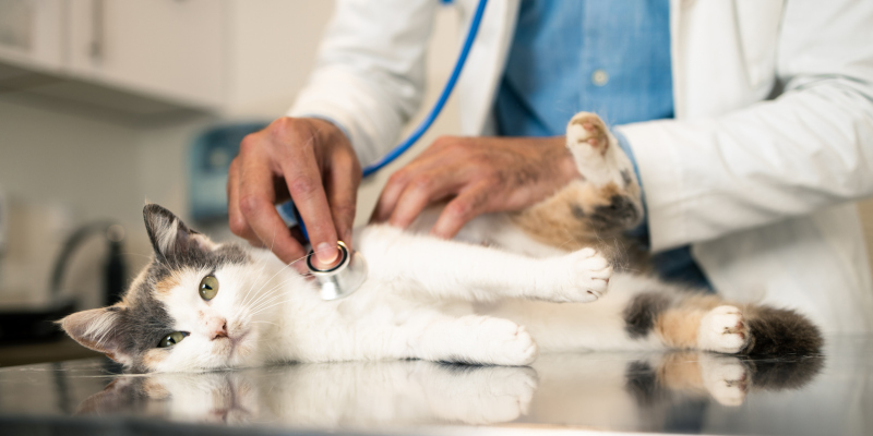 5 Benefits of Veterinary Equipment Cleaning