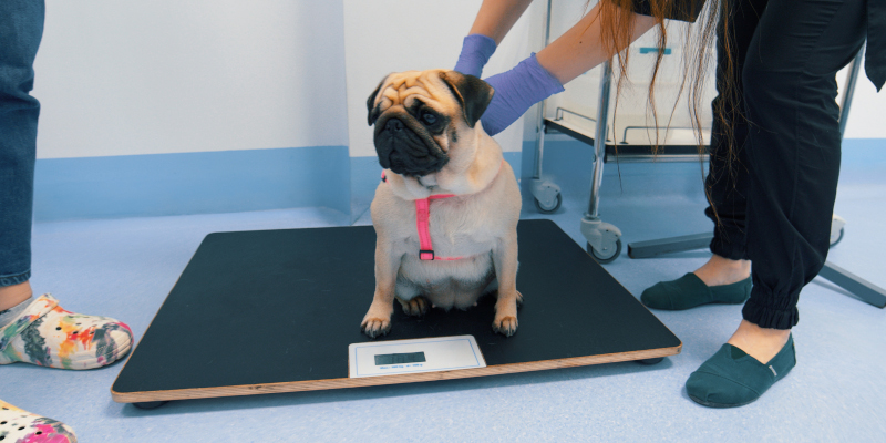 3 Characteristics of High-Quality Veterinary Scales