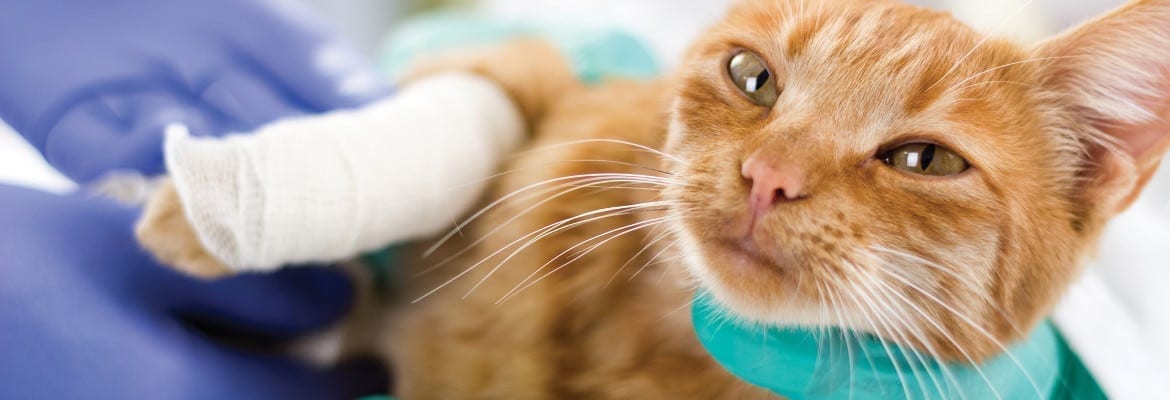 Should I Upgrade My Veterinary Surgical Lights?