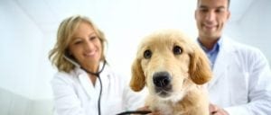 Veterinary Tables