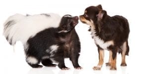 veterinarian who performs animal surgery
