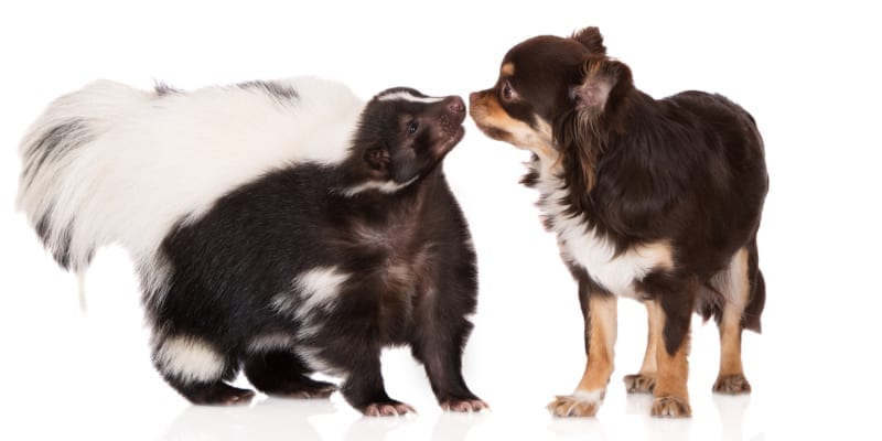Unique Animal Surgery Cases