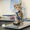 Veterinary Scales in Toronto, Ontario