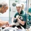 New Veterinary Clinic Setup in Toronto, Ontario