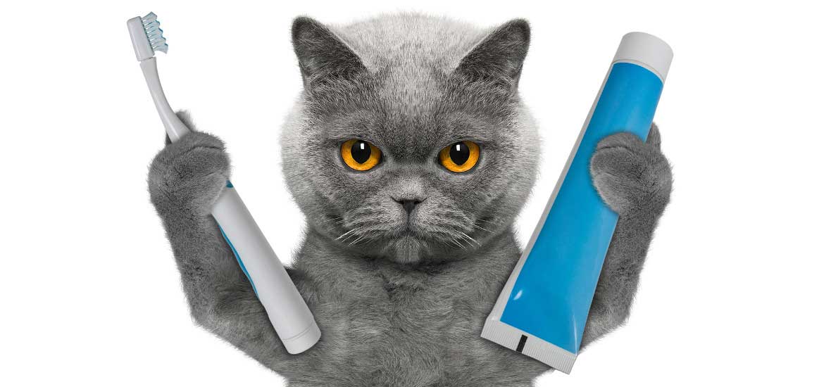 The Veterinary Dental Debate Between Anesthetic and Non-Anesthetic Cleanings
