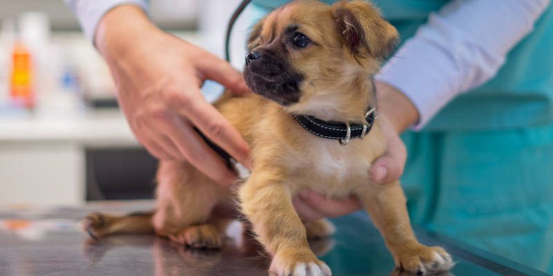Comparing Veterinary Tables for Your Practice