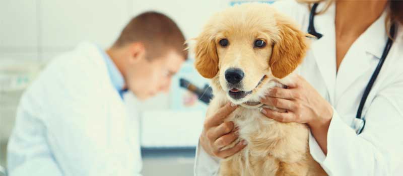 How to Ensure the Safety of Your Veterinary Anesthesia Equipment
