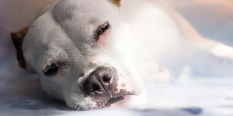 What Veterinary Anesthesia Services Do We Offer?