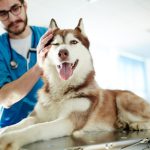 Veterinary Dental Machine