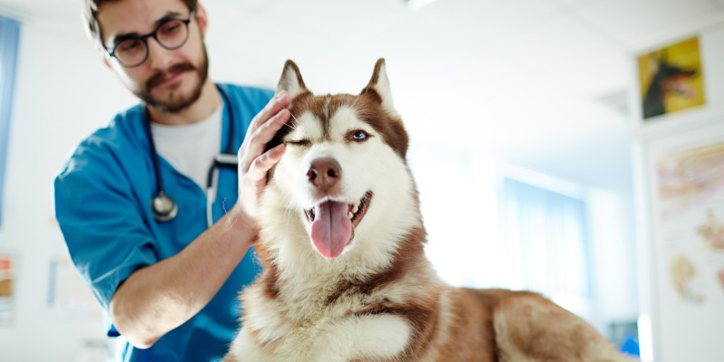 Veterinary Dental Machine