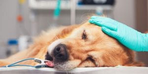 Human vs. Veterinary Anesthesia