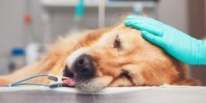 get your vet surgery centre ready