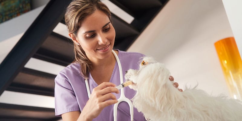 Veterinary Equipment to Add to Your Mobile Response Unit