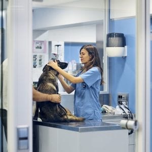 Veterinary Equipment