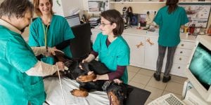 Essential Equipment for Any New Veterinary Clinic Setup