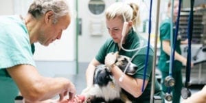 New Veterinary Clinic Setup in Barrie, Ontario