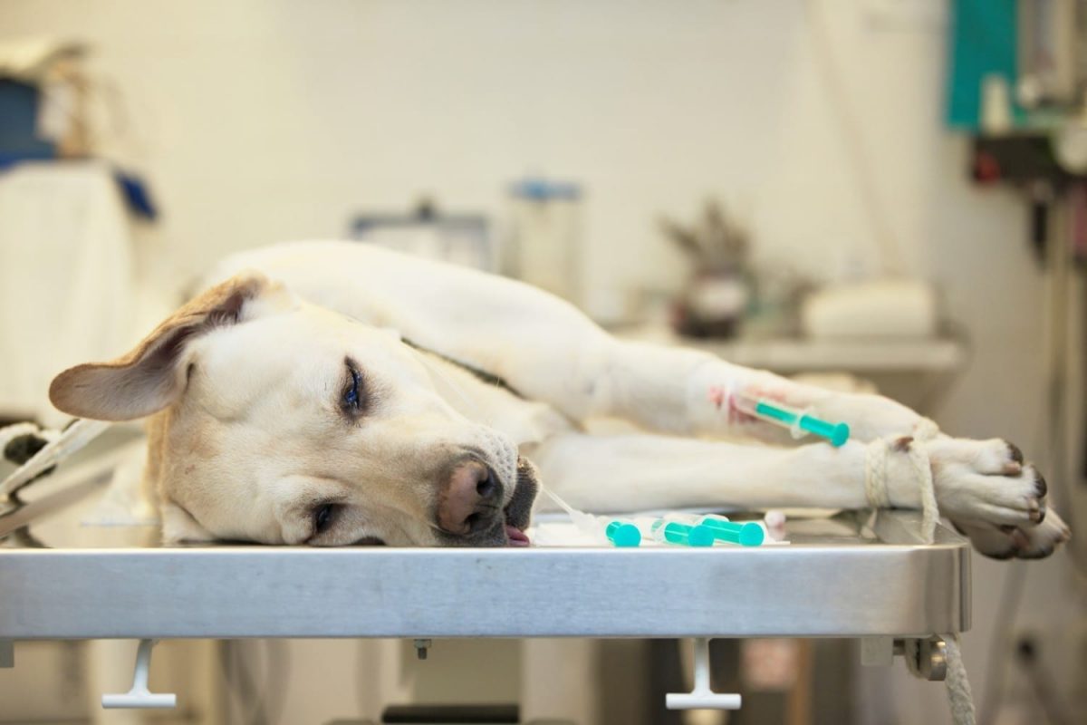 anesthesia-guidelines-for-dogs-and-cats-georgian-anesthesia-and